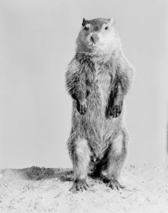 Groundhog Standing on Hind Legs Fine Art Print