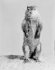 Groundhog Standing on Hind Legs Fine Art Print