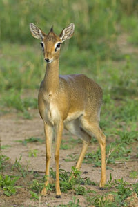 Kirk's Dik-Dik Close-Up Poster Print - Tarangire National Park by Panoramic Images