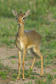 Kirk's Dik-Dik Close-Up Poster Print - Tarangire National Park by Panoramic Images