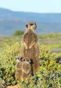 Meerkat Family Fine Art Print by Keren Su - Western Cape, South Africa