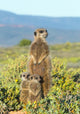 Meerkat Family Fine Art Print by Keren Su - Western Cape, South Africa