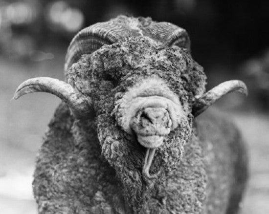Close-up of a Rambouillet Sheep Fine Art Print
