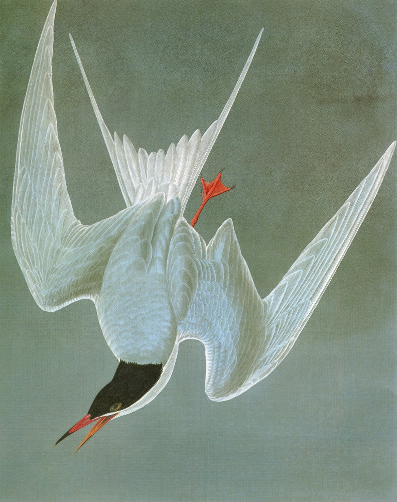 Audubon Common Tern Engraving Fine Art Print by Granger Collection