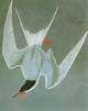 Audubon Common Tern Engraving Fine Art Print by Granger Collection