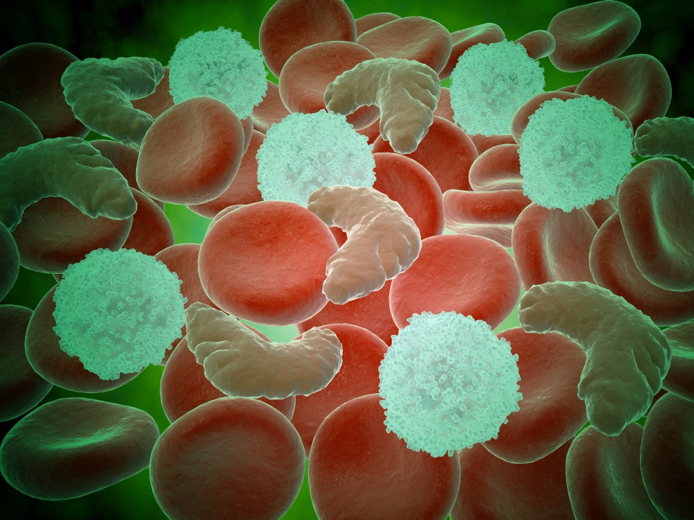 Sickle Cell Anemia Conceptual Art Print - Red and White Blood Cells