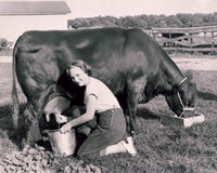 Portrait of a Young Woman Milking a Cow Fine Art Print