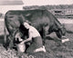 Portrait of a Young Woman Milking a Cow Fine Art Print