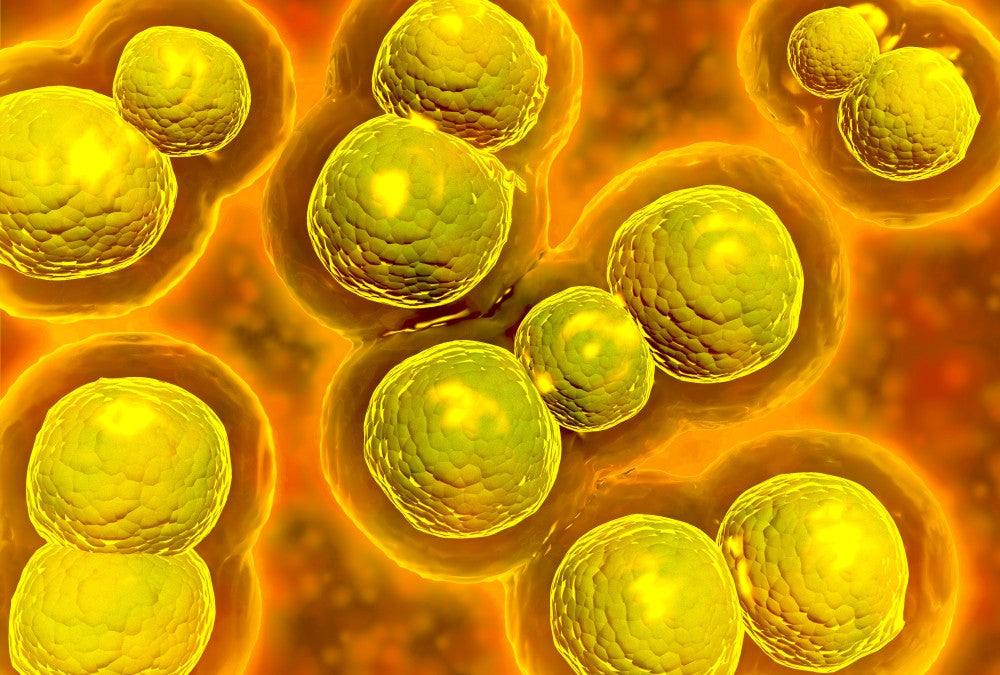 Microscopic View of Chlamydia Fine Art Print - Available in Multiple Sizes