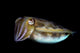 Portrait of a Cuttlefish in Pulau Hantu Fine Art Print by Alessandro Cere