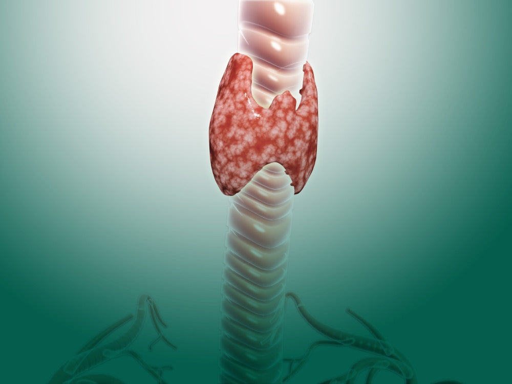 Close-Up View of Thyroid Gland Fine Art Print - StockTrek Images
