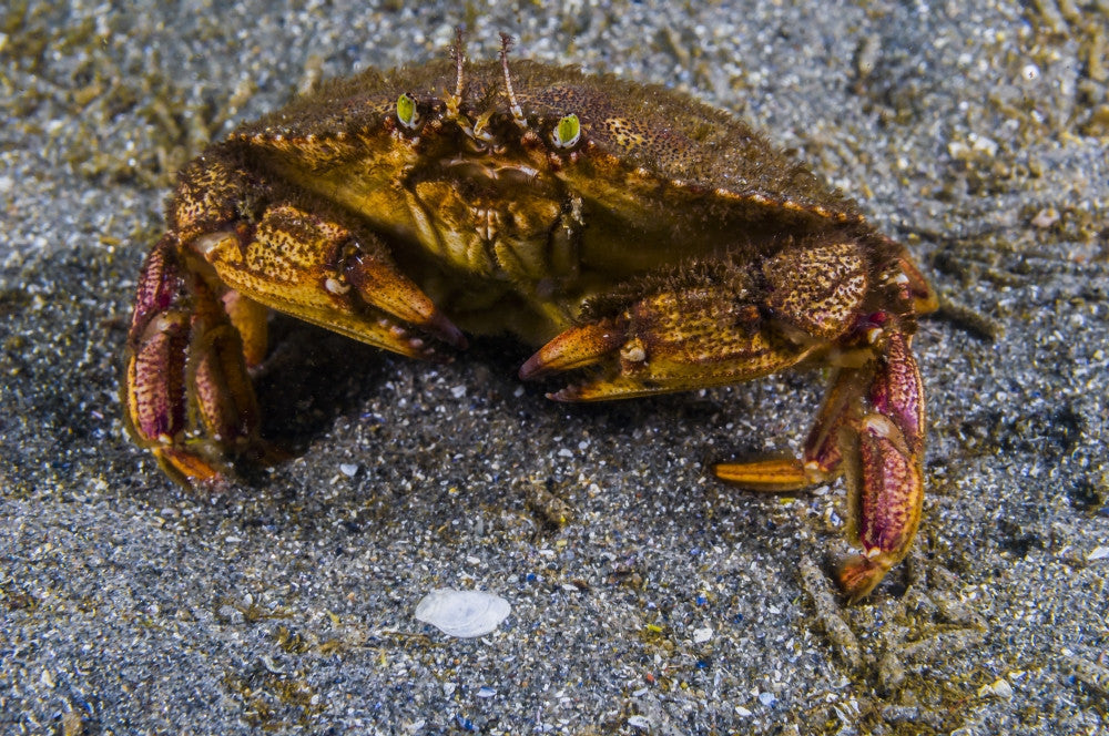 Atlantic Rock Crab Fine Art Print by Jennifer Idol | Stocktrek Images