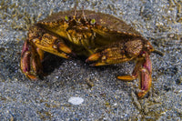 Atlantic Rock Crab Fine Art Print by Jennifer Idol | Stocktrek Images