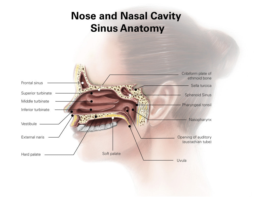 Digital Nose and Nasal Sinus Anatomy Fine Art Print by Alan Gesek
