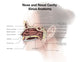 Digital Nose and Nasal Sinus Anatomy Fine Art Print by Alan Gesek