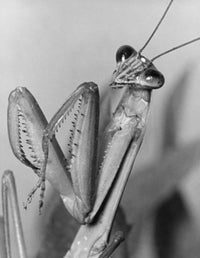Close-up of a Praying Mantis Fine Art Print