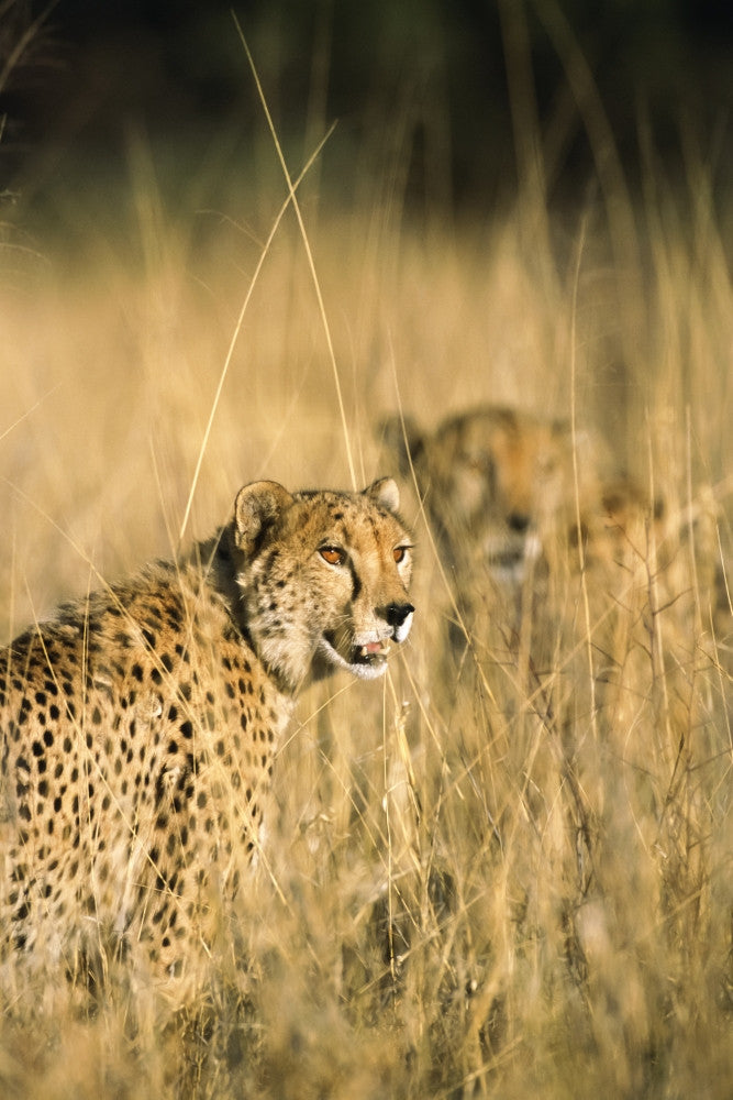 Two Spotted Cheetahs in Tall Grass Fine Art Print by Tom Soucek