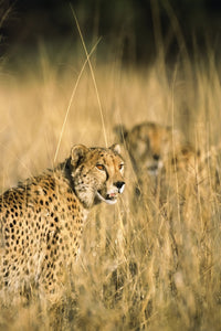 Two Spotted Cheetahs in Tall Grass Fine Art Print by Tom Soucek
