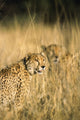 Two Spotted Cheetahs in Tall Grass Fine Art Print by Tom Soucek