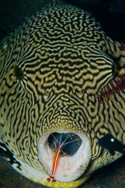 Map Pufferfish and Red Cleaner Shrimp Fine Art Print by Mathieu Meur