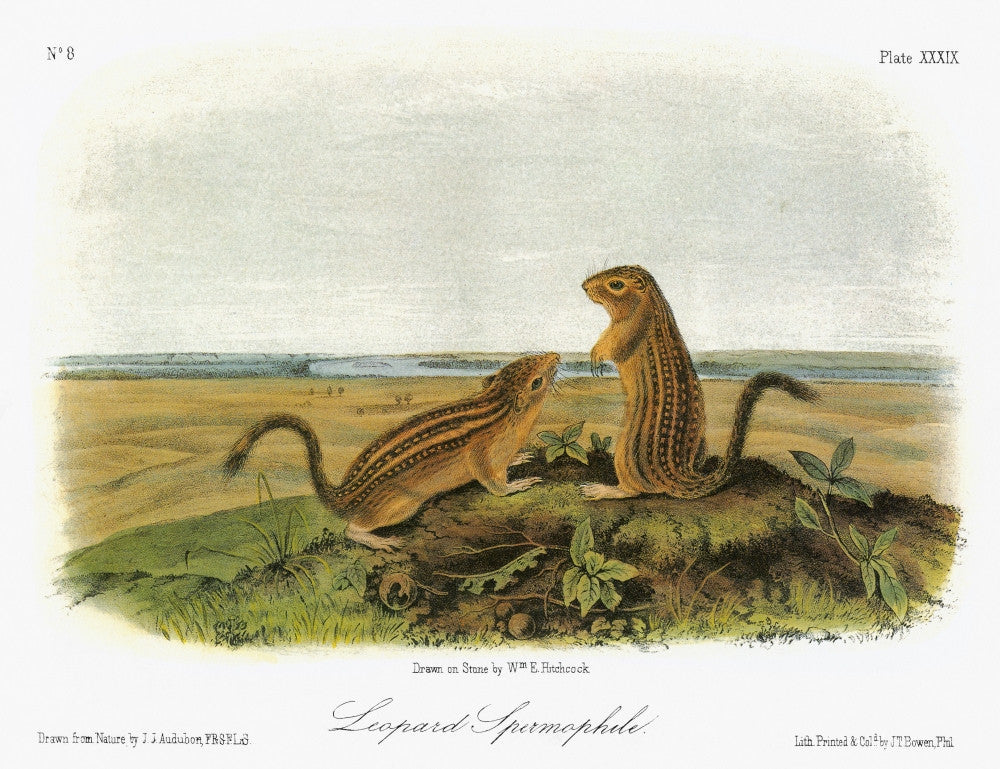 Audubon: Thirteen-Lined Ground Squirrel Fine Art Print