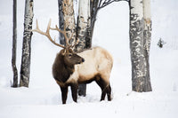 Bull Elk in Yellowstone National Park Fine Art Print by Ellen Goff