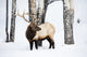 Bull Elk in Yellowstone National Park Fine Art Print by Ellen Goff
