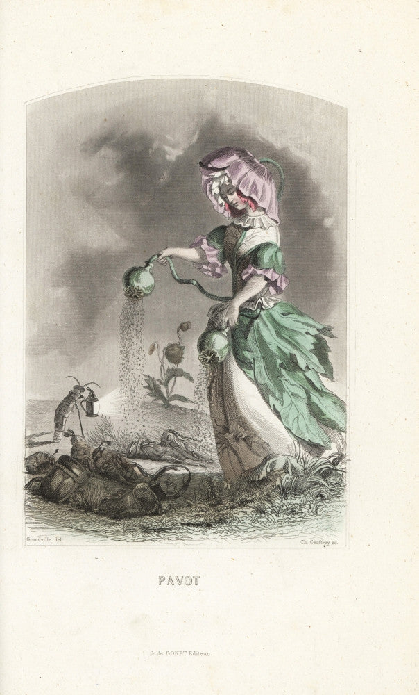 Opium Poppy Flower Fairy Fine Art Print by Florilegius | Mary Evans