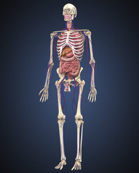 Human Skeleton with Organs and Circulatory System Fine Art Print