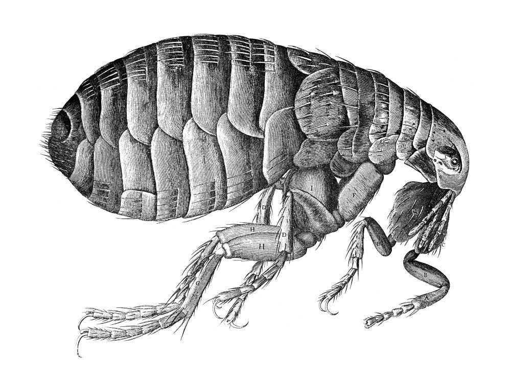 Hooke's Flea Fine Art Print - Copper Engraving from Micrographia, 1665