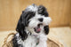 Maltipoo Puppy Yawning in Basket Fine Art Print by Janet Horton