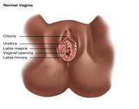 Vulva Illustration Fine Art Print by Gwen Shockey | Science Source