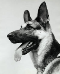 German Shepherd Fine Art Print - Available in Multiple Sizes