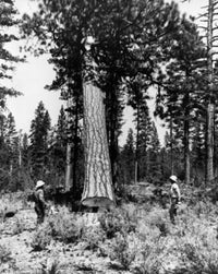 Two Lumberjacks Standing in a Forest Fine Art Print