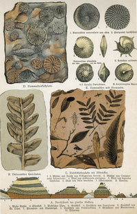 Fossils Fine Art Print by Science Source - Various Sizes Available