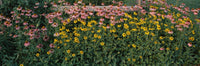 Field of Flowers in Bloom Fine Art Print - Marion County, Illinois