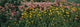 Field of Flowers in Bloom Fine Art Print - Marion County, Illinois
