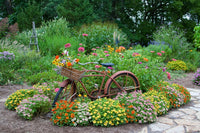 Charming Garden Scene with Bicycle and Zinnias Poster Print
