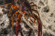 Crawfish Close-Up During Mating Season Fine Art Print by Jennifer Idol