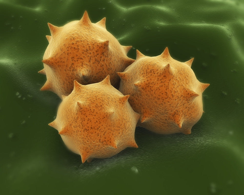 Microscopic Visualization of Grass Pollen Grains Fine Art Print