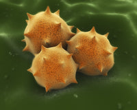 Microscopic Visualization of Grass Pollen Grains Fine Art Print