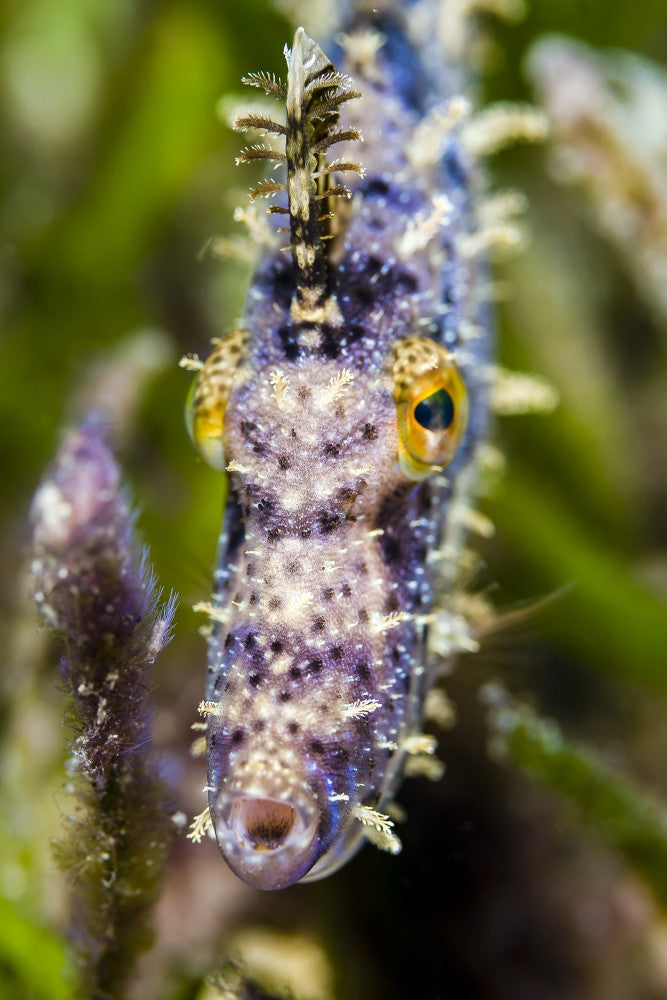 Headshot of a Filefish Fine Art Print by Bruce Shafer