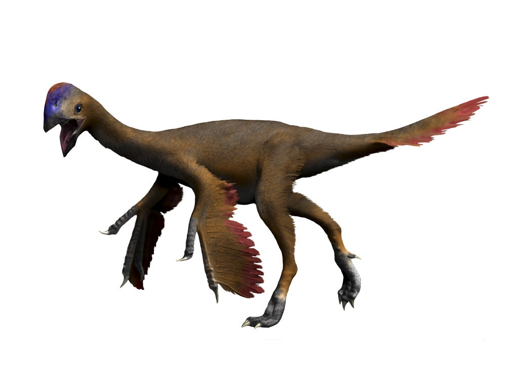 Oviraptor Dinosaur Fine Art Print on White Background