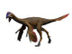 Oviraptor Dinosaur Fine Art Print on White Background