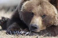 Close-Up Portrait of a Sleepy Adult Brown Bear Fine Art Print