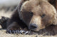 Close-Up Portrait of a Sleepy Adult Brown Bear Fine Art Print