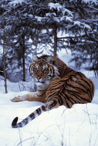 Siberian Tiger Lying on Snow Fine Art Print