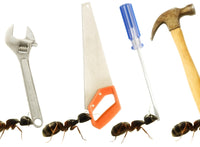 Carpenter Ants Fine Art Print - Camponotus Pennsylvanicus