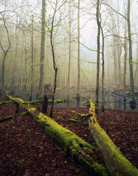 Fallen Moss-Covered Trees in Cades Cove Art Print - Great Smoky Mountains