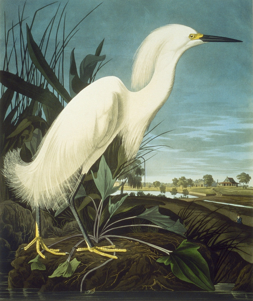 Audubon Snowy Egret Fine Art Print - 1835 Engraving